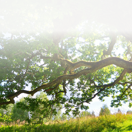 Old oak tree in Kvepene, Latvia