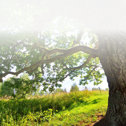 Old oak tree in Kvepene, Latvia