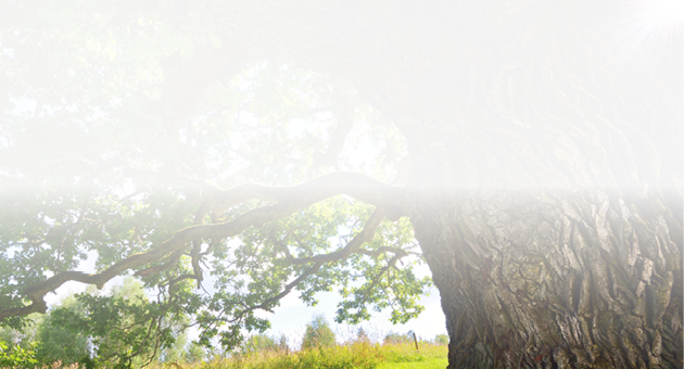 Old oak tree in Kvepene, Latvia